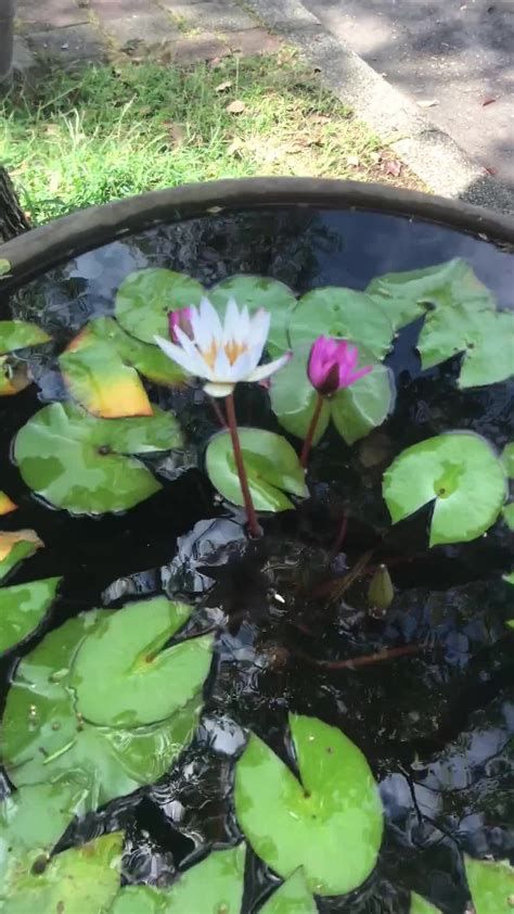 門前種蓮花|【門口養蓮花風水】門口養蓮花竟觸犯風水禁忌！祈求貴人、招財。